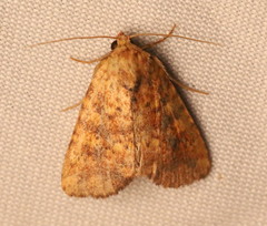 Perigea xanthioides