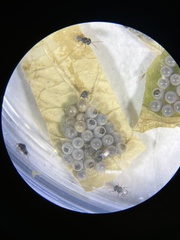 Trissolcus japonicus