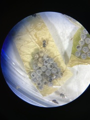 Trissolcus japonicus