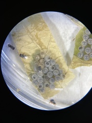 Trissolcus japonicus