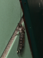 Ululodes quadripunctatus