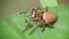 Evarcha hoyi