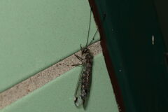 Ululodes quadripunctatus