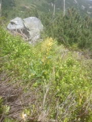 Solidago virgaurea minuta