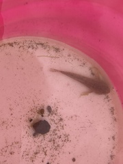 Cottus gobio