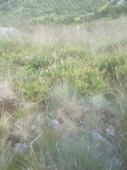Festuca airoides