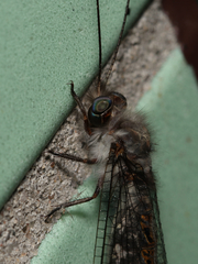 Ululodes quadripunctatus