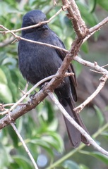 Melaenornis pammelaina ater