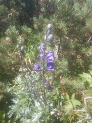 Aconitum plicatum