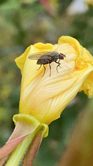 Coenosia