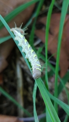 Truncaptera truncata