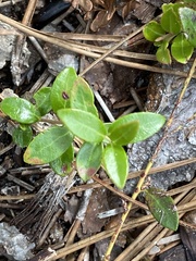 Vaccinium crassifolium