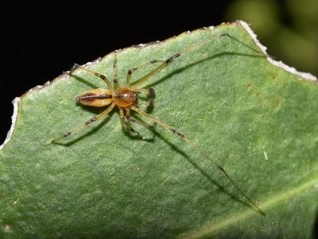 Araneoid Spiders from Big Five Hlabisa Rural, Big Five Hlabisa, KZN, ZA ...