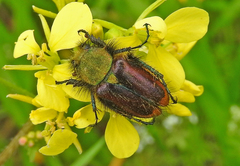 Pygopleurus diffusus