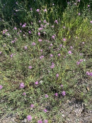 Centaurea stoebe australis