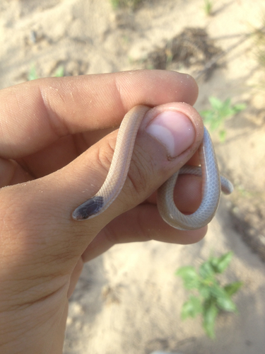 Plains Black-headed Snake (Tantilla nigriceps), a species recorded in Wyoming