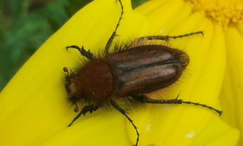 Pygopleurus pseudopsilotrichius · iNaturalist