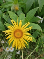 Inula hookeri