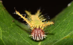 Pseudacraea lucretia