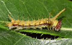 Pseudacraea lucretia