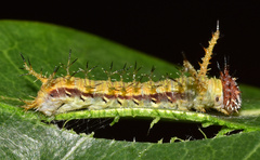 Pseudacraea lucretia