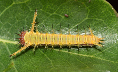 Pseudacraea lucretia
