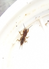 Gryllotalpa gryllotalpa