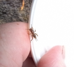 Gryllotalpa gryllotalpa
