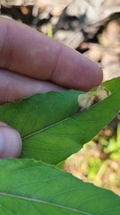 Aristotelia isopelta