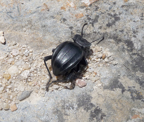 Representative image of Akis granulifera