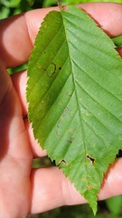 Stigmella betulicola