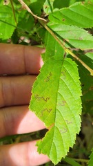 Stigmella betulicola