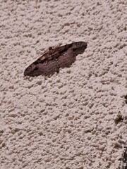 Alcis deversata