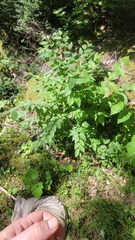 Stigmella betulicola