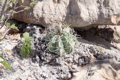 Melocactus concinnus