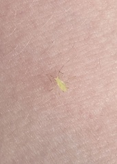 Macrosiphum daphnidis
