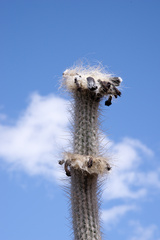 Stephanocereus leucostele