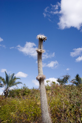 Stephanocereus leucostele