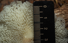 Favolus