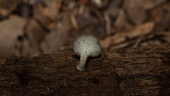 Favolus
