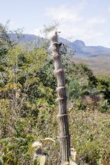 Stephanocereus leucostele