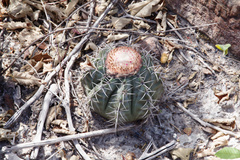 Melocactus concinnus