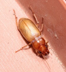 Harpalus flavescens