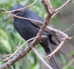 Melaenornis pammelaina ater