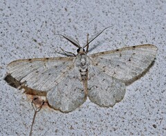 Glena unipennaria