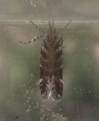 Aristotelia ericinella