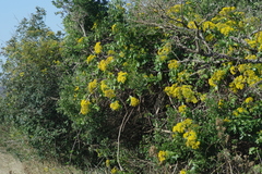 Senecio brachypodus