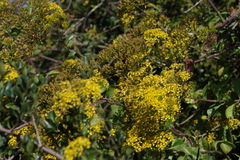 Senecio brachypodus