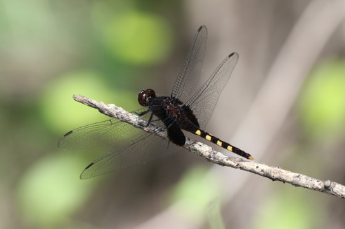 Black Pondhawk
