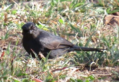 Melaenornis pammelaina ater